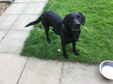 yumove dog 120 tablets