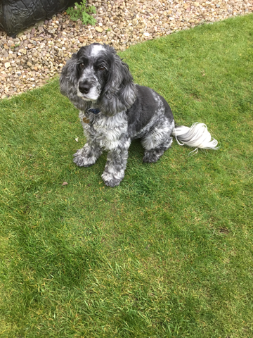 james wellbeloved light 12.5 kg