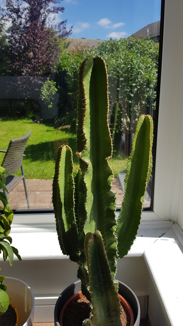 Review by Christos Savvides