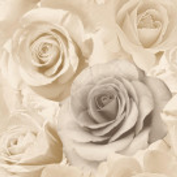 Showing wallpaper Muriva Madison Rose Floral Bloom Beige Wallpaper - 119504 on the wall