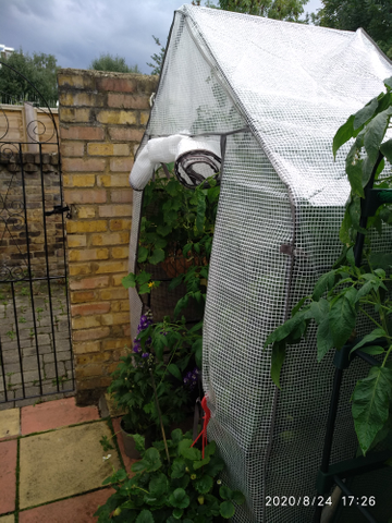 Customer review image