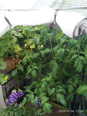 Customer review image