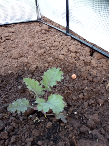 Customer review image