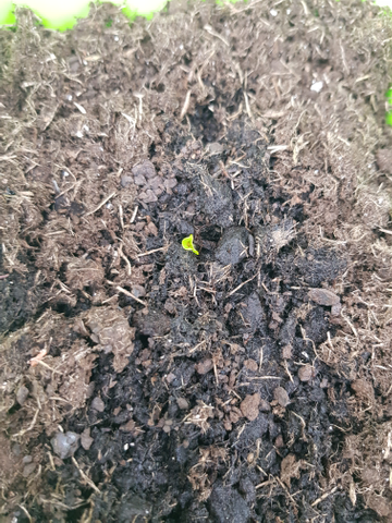 Customer review image