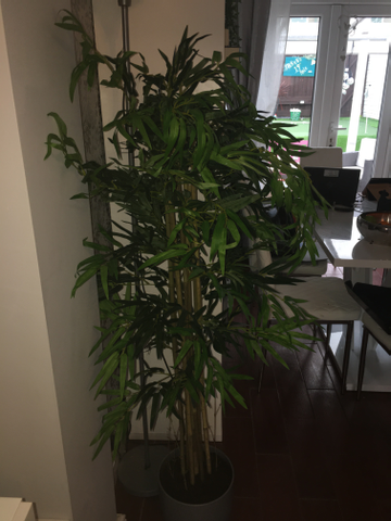 Customer review image