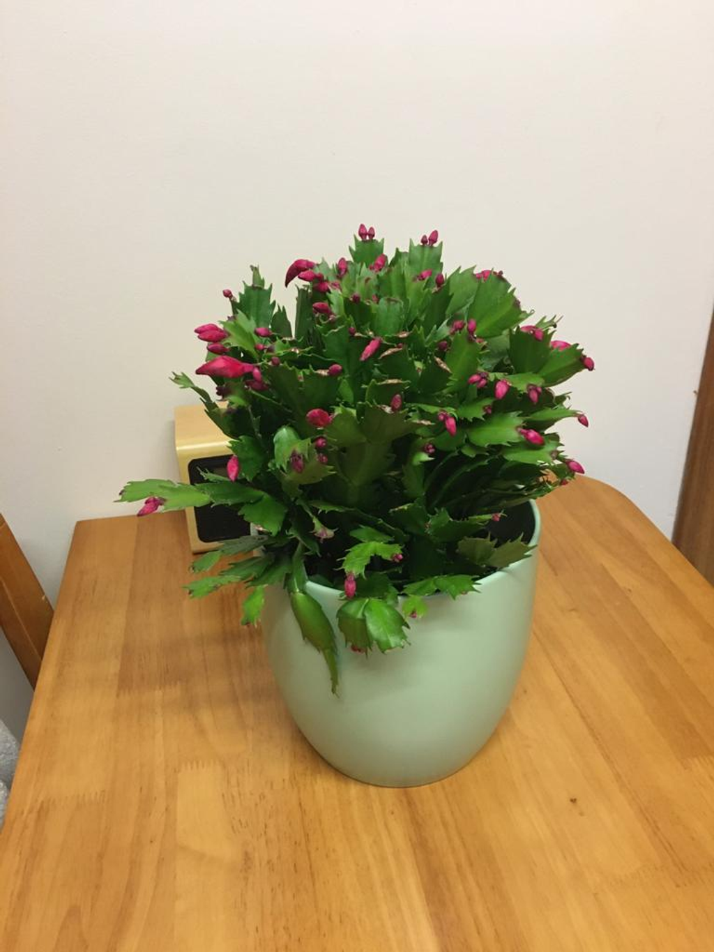 Christmas Cactus Plant | Next Day Delivery Available | Plants4Presents