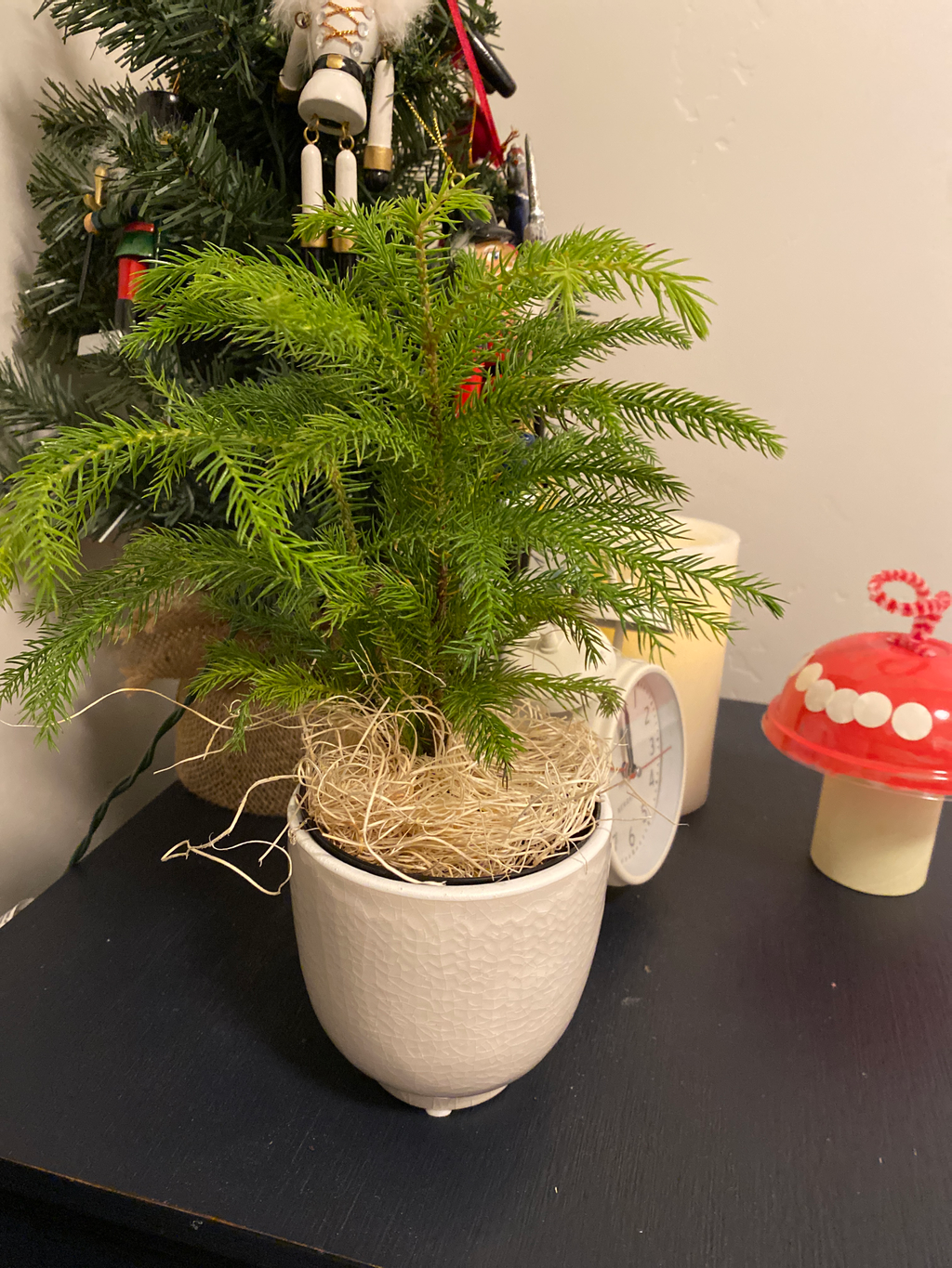 Buy Norfolk Island Pine Trees For Sale Online Garden Goods