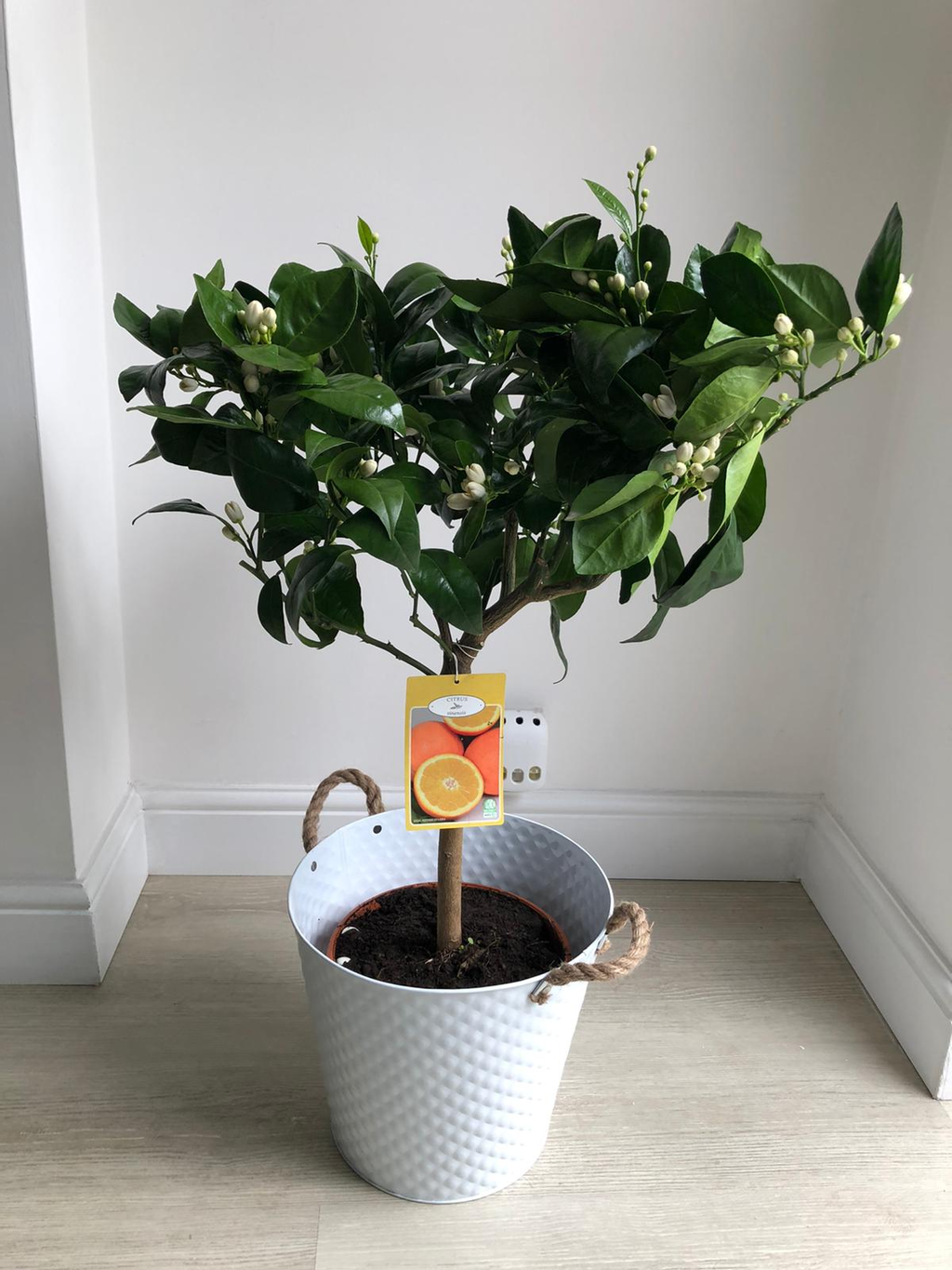 Large Orange Tree Next Day Delivery Available Plants4Presents