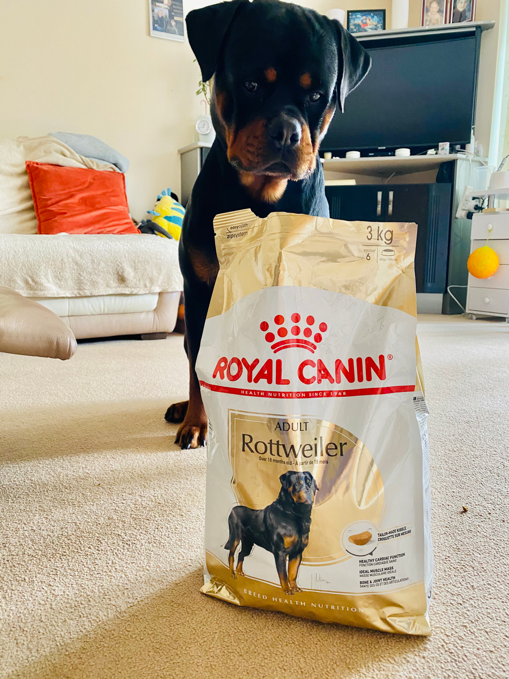 Royal Canin Adult Rottweiler Dry Dog Food | Breed Specific | Animed