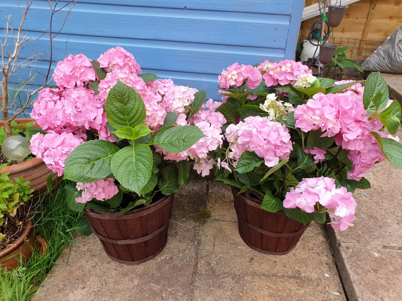 Pink Hydrangea plants gift wrapped for next day delivery