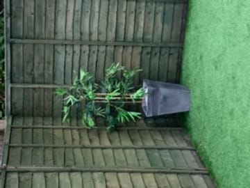 Customer review image