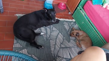 Valida