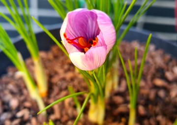 10 Bulbes De Crocus à Safran (Crocus Sativus) Calibre Premium - Pour Cultiver Votre Propre Safran à La Maison - Plantation été, Floraison Automne