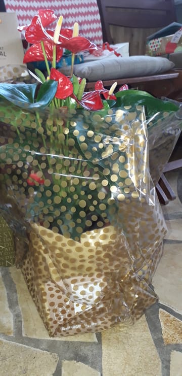 Photo de Jacqueline Chiffaut