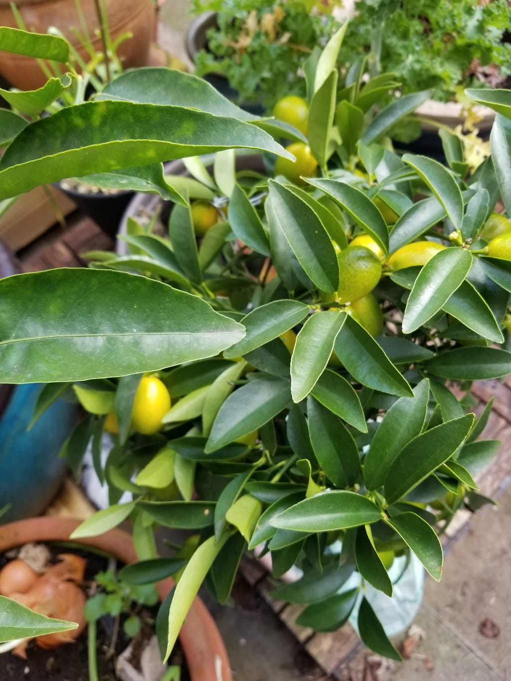 Kumquat Trees | Great housewarming plant gifts, fast delivery
