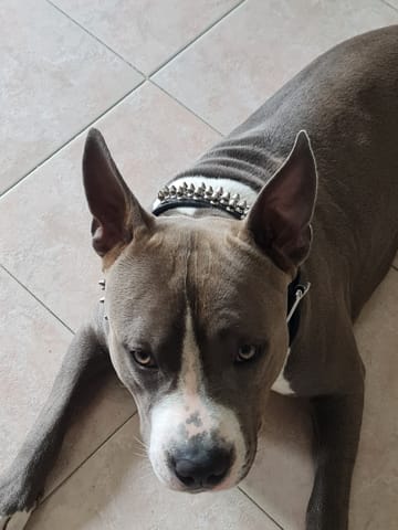 Spilla A Forma Di Cairn Terrier In Acrilico Nero - Accessorio Moda O Regalo Per Amanti Dei Cani