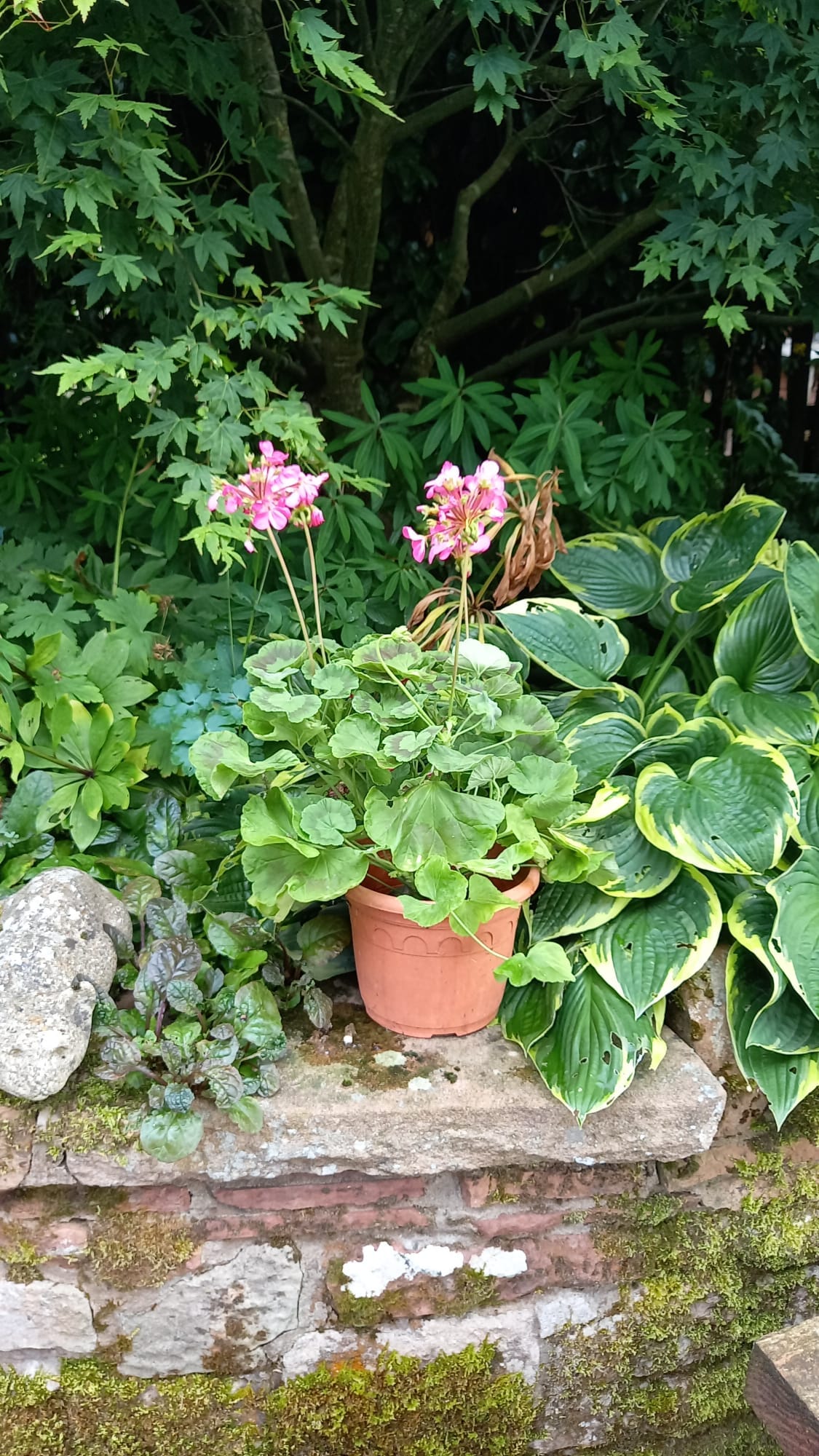 Geranium Pails gift wrapped with fast delivery for instant colour