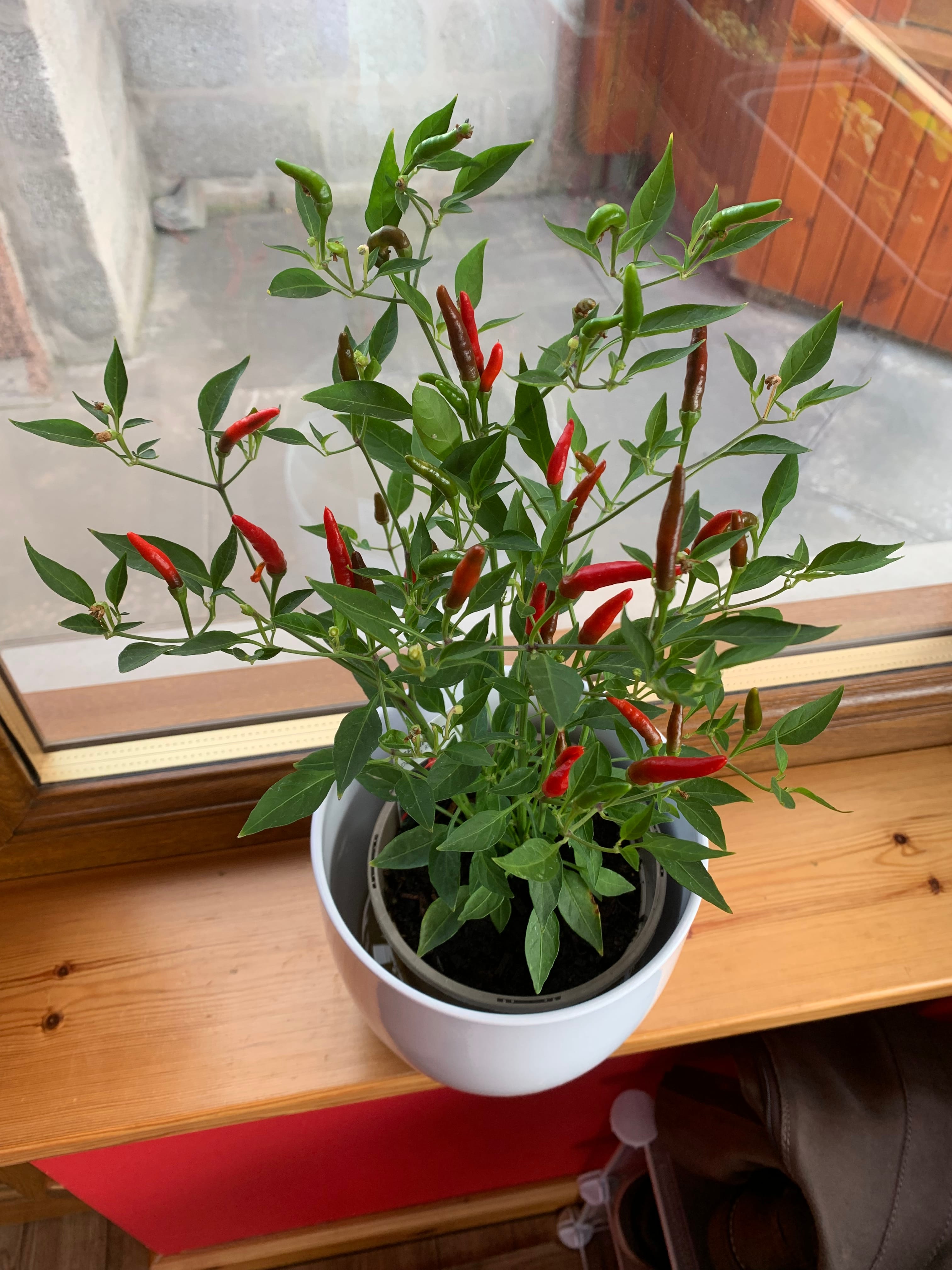 Thai Demon Chilli Plant Grow your own chillies for Thai cookery
