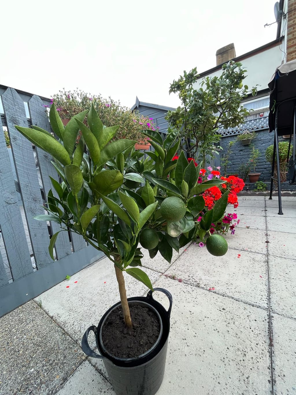 Large Orange Tree Next Day Delivery Available Plants4Presents