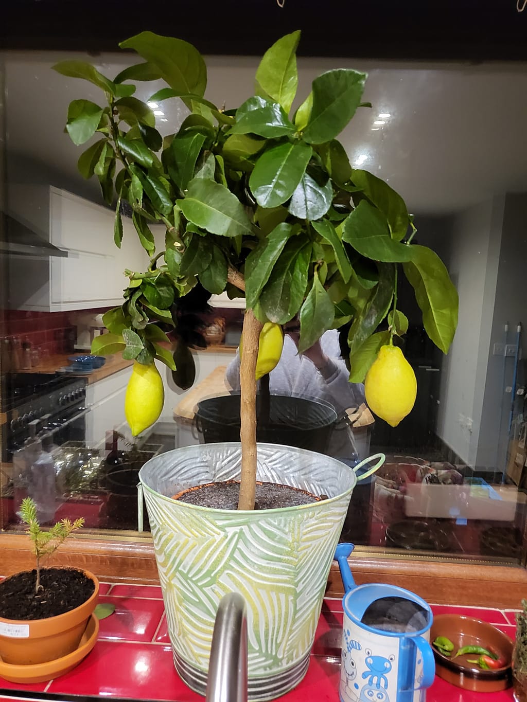 Lemon Trees Fruiting Lemon Tree Plants4Presents