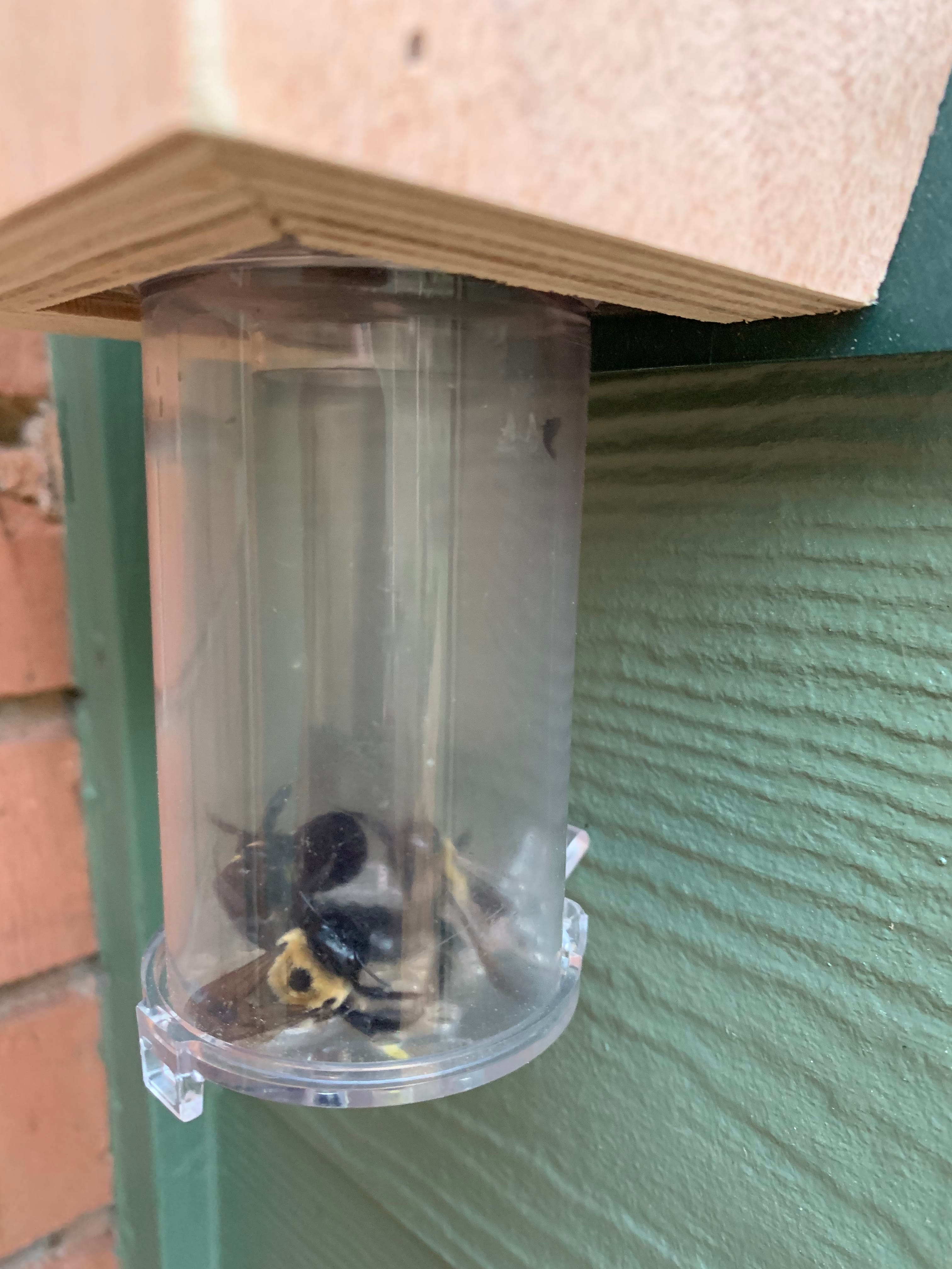 Carpenter Bee Turbo Trap Gift Box | Best Bee Brothers