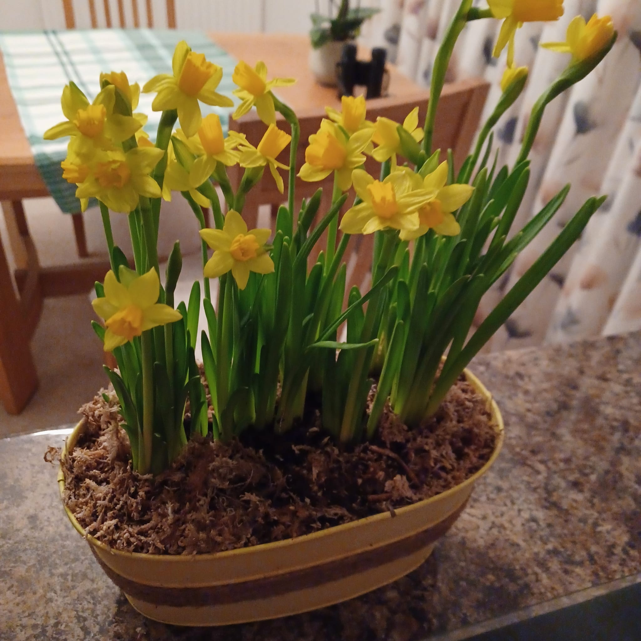 Daffodil planters Potted Daffodils Plants4Presents