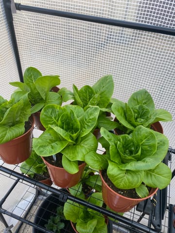 Customer review image