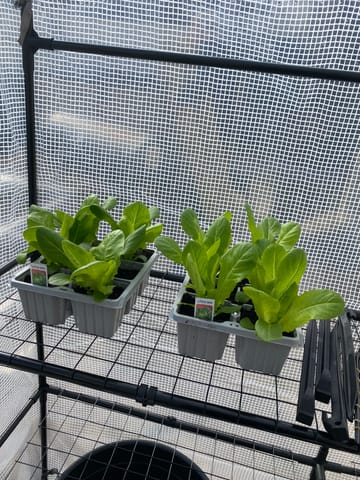 Customer review image