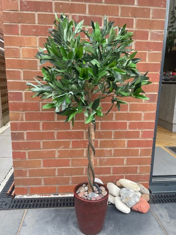 Customer review image