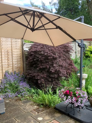Customer review image