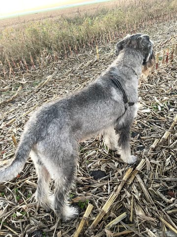 HOND ADULT KLEINE HONDENBROKKEN Vitalstyle - Noble Spirit Horses