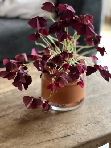 Photo de patricia bertrand