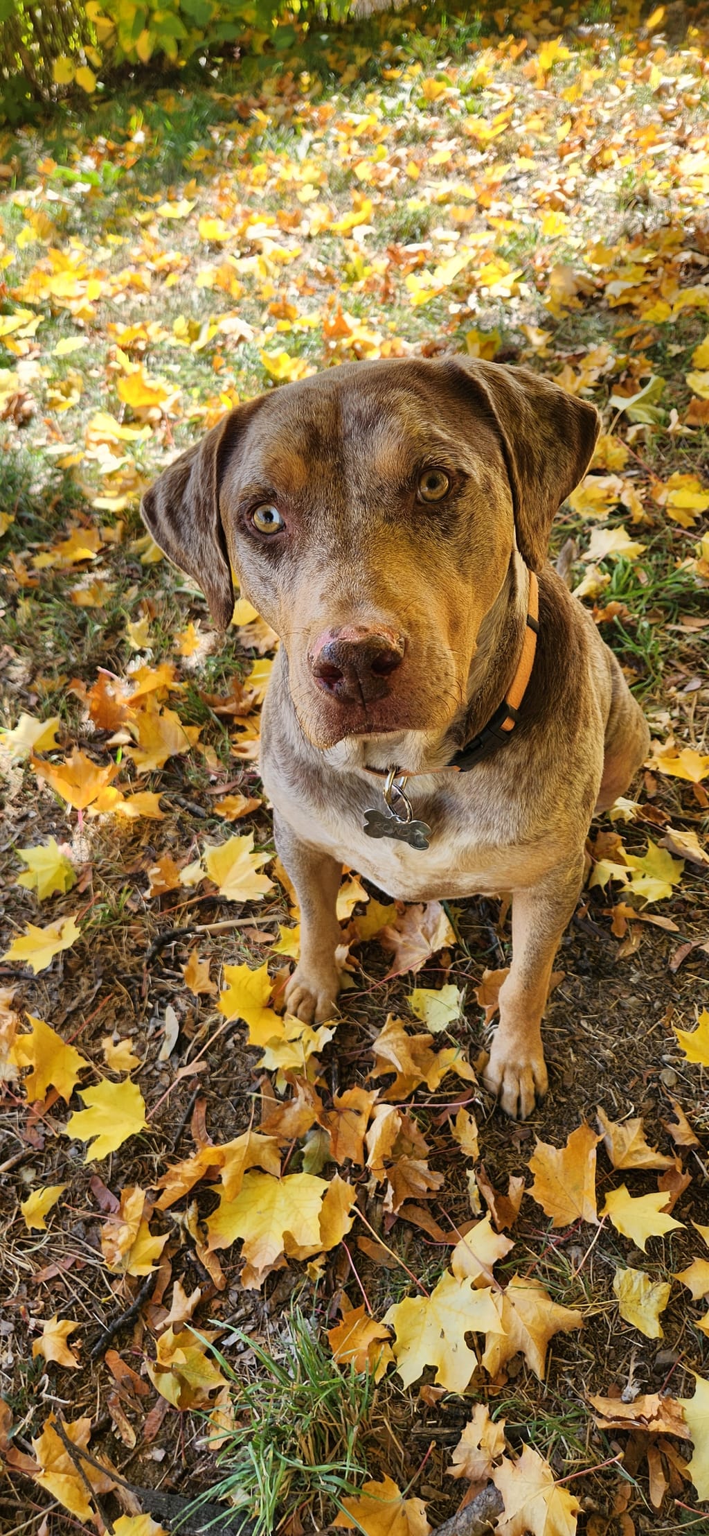Brindle Catahoula Pit Mix Catahoula Lab Mix For Sale Brindle
