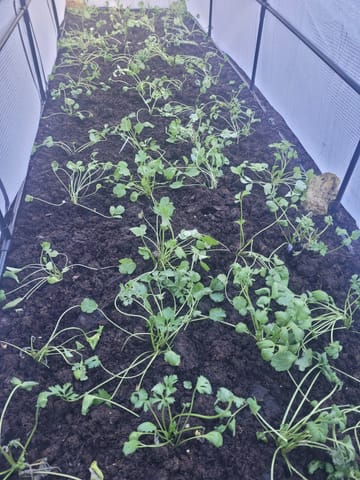 Customer review image