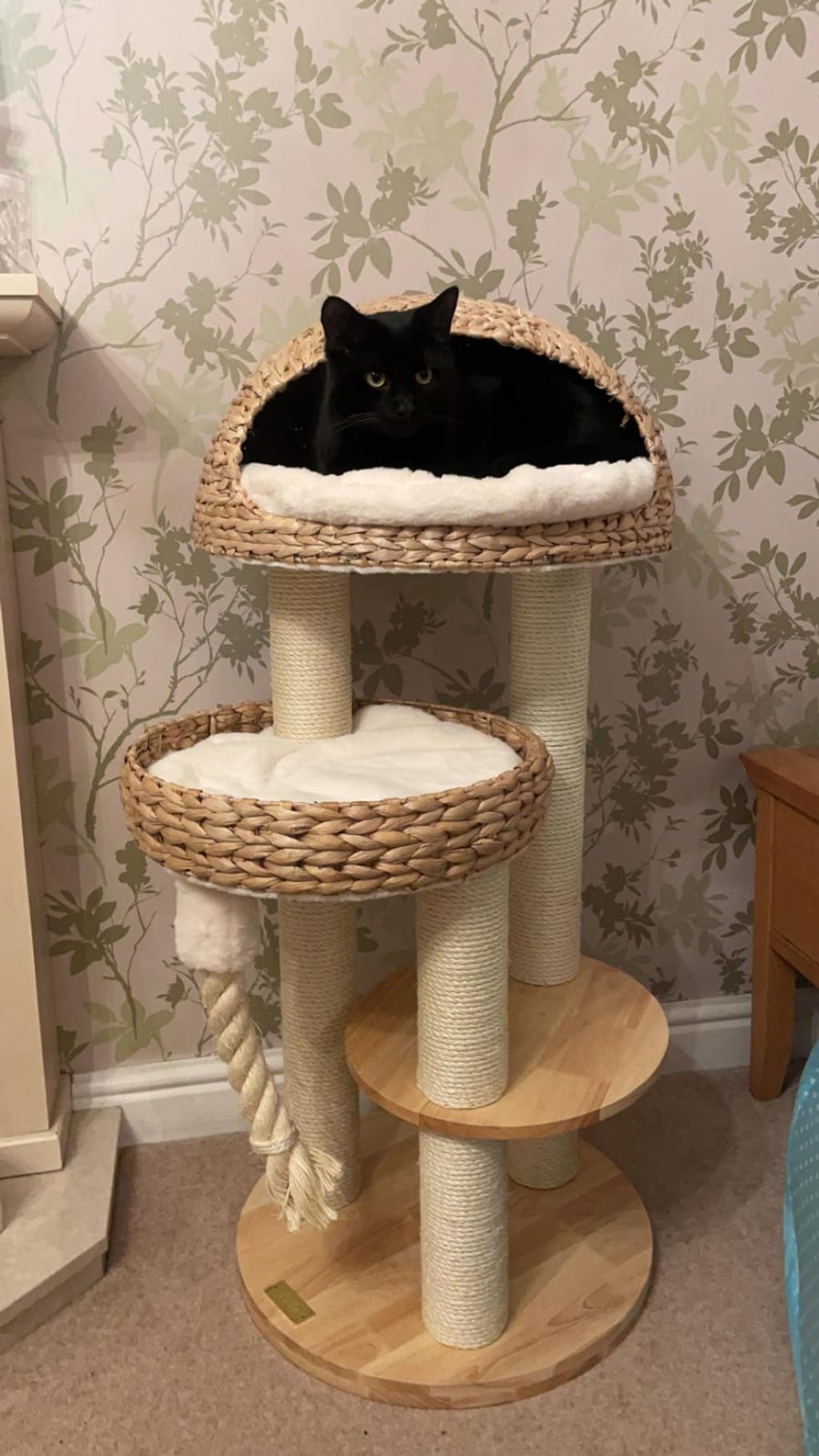 Helsinki The Dome Cat Tree Cat Scratch Post Lords Labradors