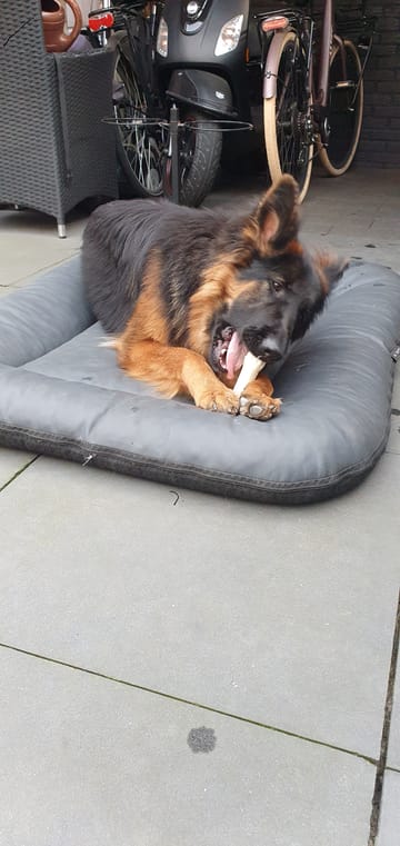 M'n honden genieten er écht van..