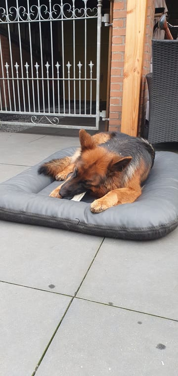 M'n honden genieten er écht van..