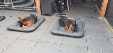 M'n honden genieten er écht van..