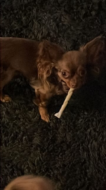 Eukanuba Senior Rijk Aan Rundvlees Met Pompoen - Dubbelpak: 12 X 400 G Aanbieding 54669705