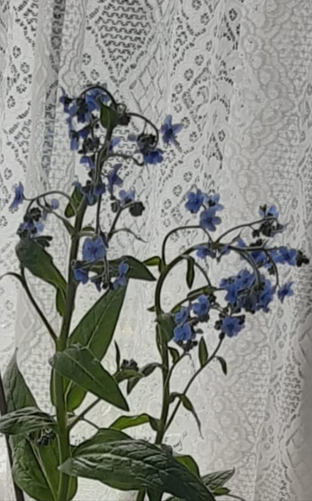 me not plants delivered as gifts