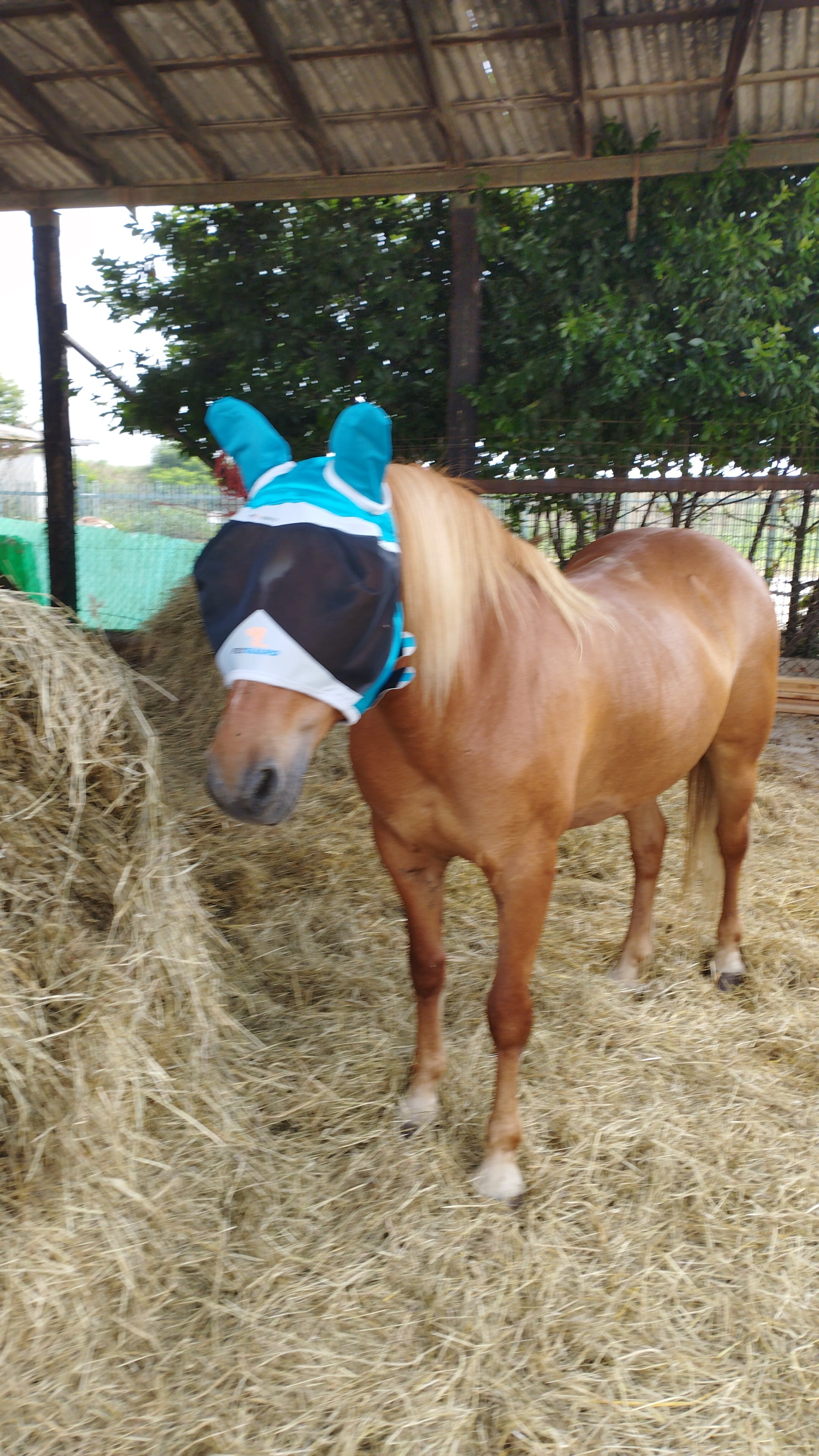 3 cappelli a rete per la testa della zanzara, copertura in rete per il viso, maschera per moscerini, traspirante, ad asciugatura rapida, tesa larga, protezione solare, anti-insetti, api, pesca
