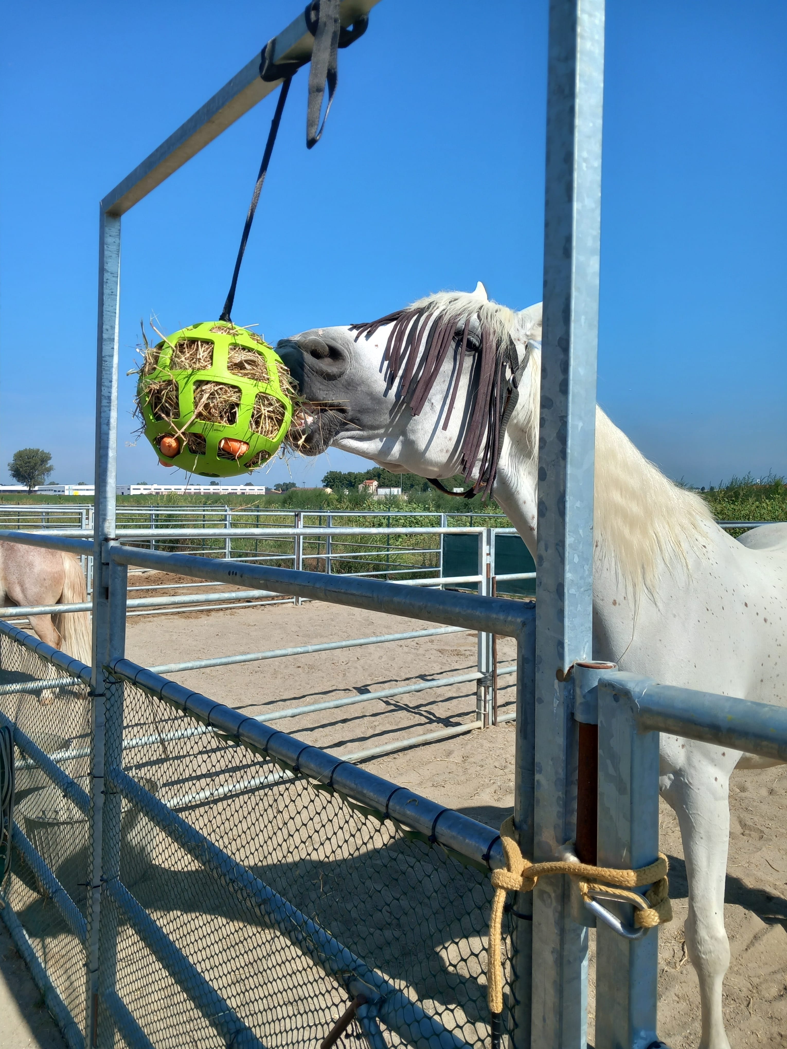 Pali In Plastica Per Cavalli Grandi - Equitazione - Foto 6