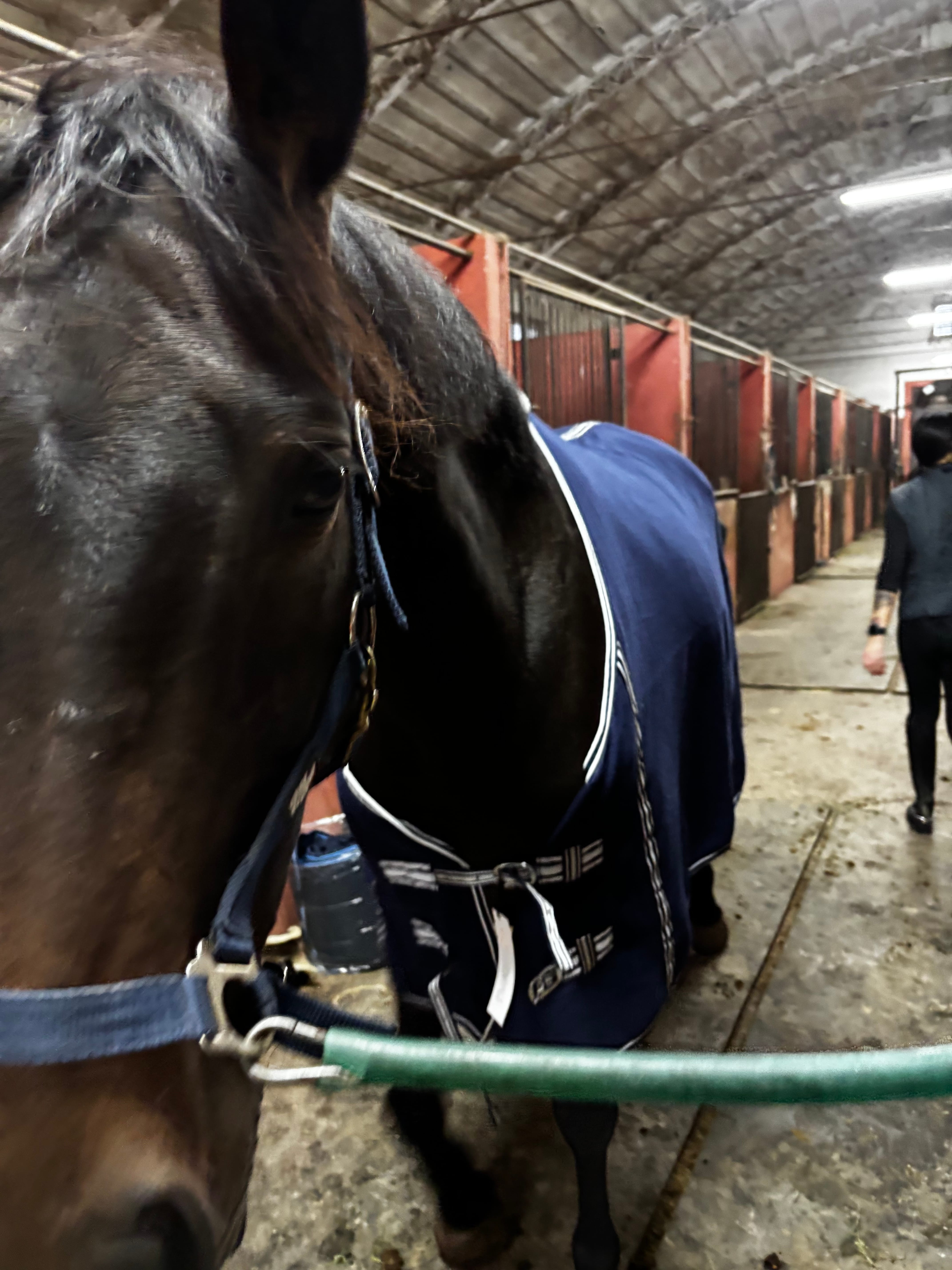 COPERTA PER CAVALLI IN PILE VERDE CON CINGHIE - Foto 7