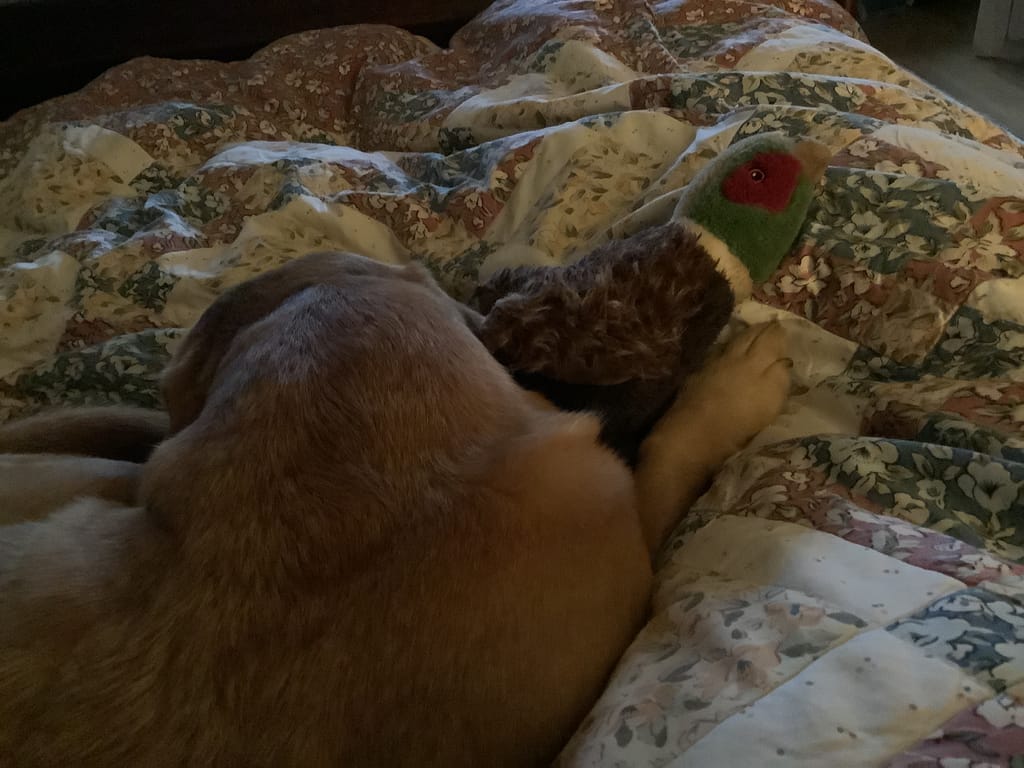 Photo from Louise's review
