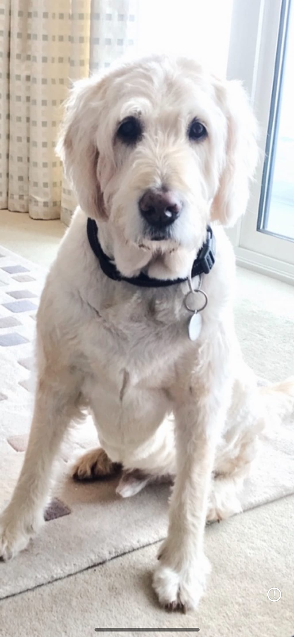 Photo from Marina’s Dog Grooming's review