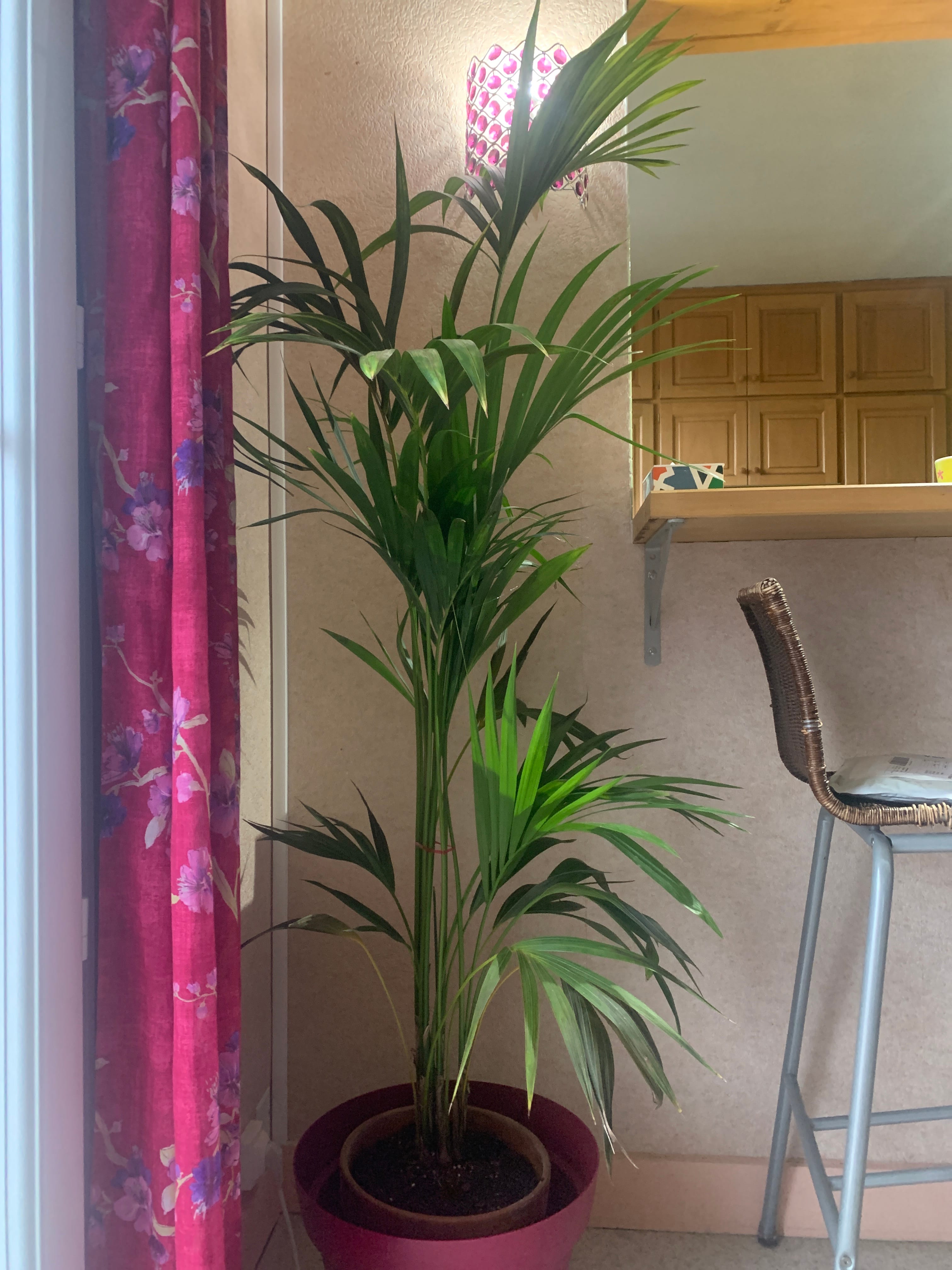 Kentia-Palme h160cm  Exotische Eleganz und Luftreinigung