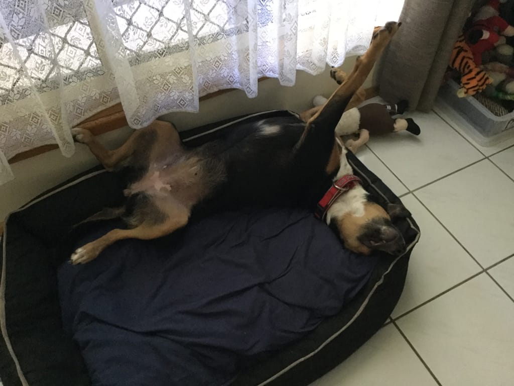 Dog lying on its back in a bed, with legs in the air.