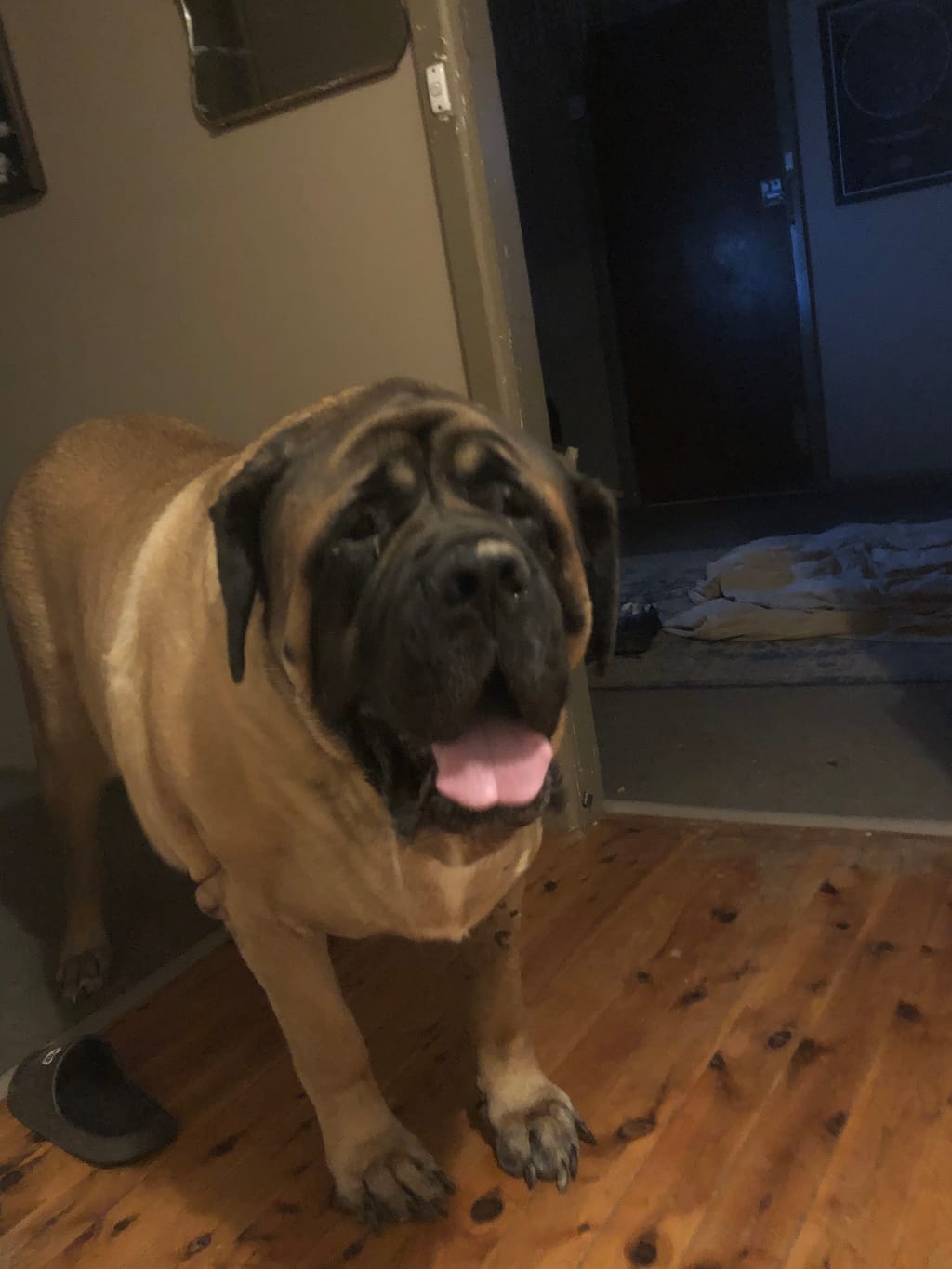 Large brown dog standing on a wooden floor indoors.