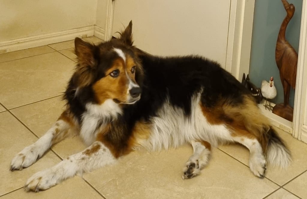 A tricolor dog lying on a tiled floor indoors.