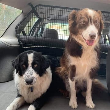 Two dogs sitting in the back of a car.